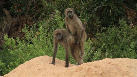 animals sexy video|Close up of male baboon mating with a female. Stock Video